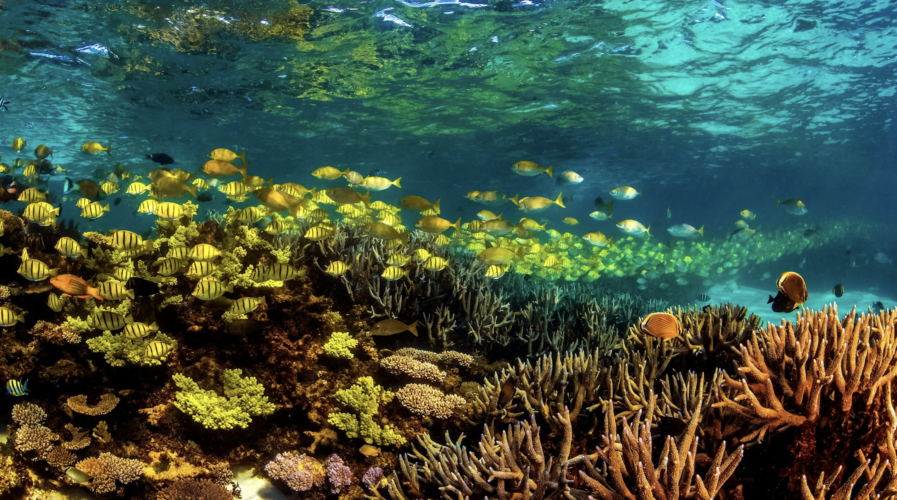 Pesona terumbu laut di Ningaloo Reef